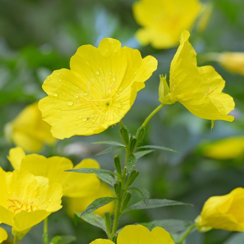 Health Embassy Evening Primrose Seeds Grain Fiber 5