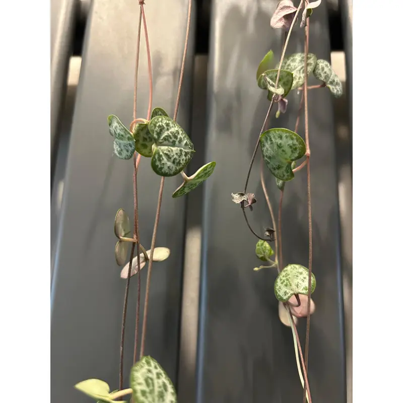 String of Hearts - Ceropegia Woodii, 30cm Long, Variegated Leaves, Decorative Plant 2