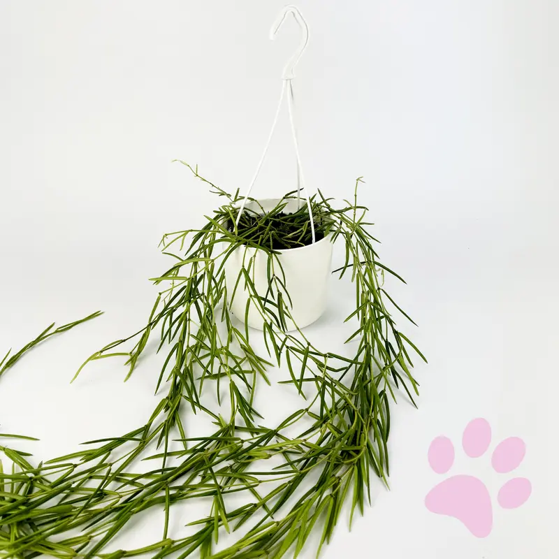 Hoya Linearis Houseplant 0