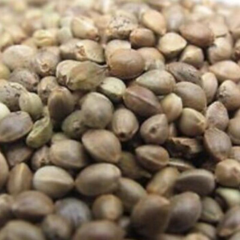 High grade hemp seed unprepared fishing bait 0