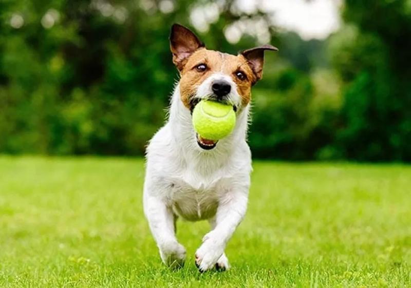 Product Introduction of 12X TENNIS BALLS Outdoor SPORTS Fun Dog Fetch TOY Play CRICKET Training Beach UK  Tennis Balls Sport Play Cricket Dog Toy Ball with Mesh Bag, Sturdy & Durable, Great For Adults Children Lessons 3