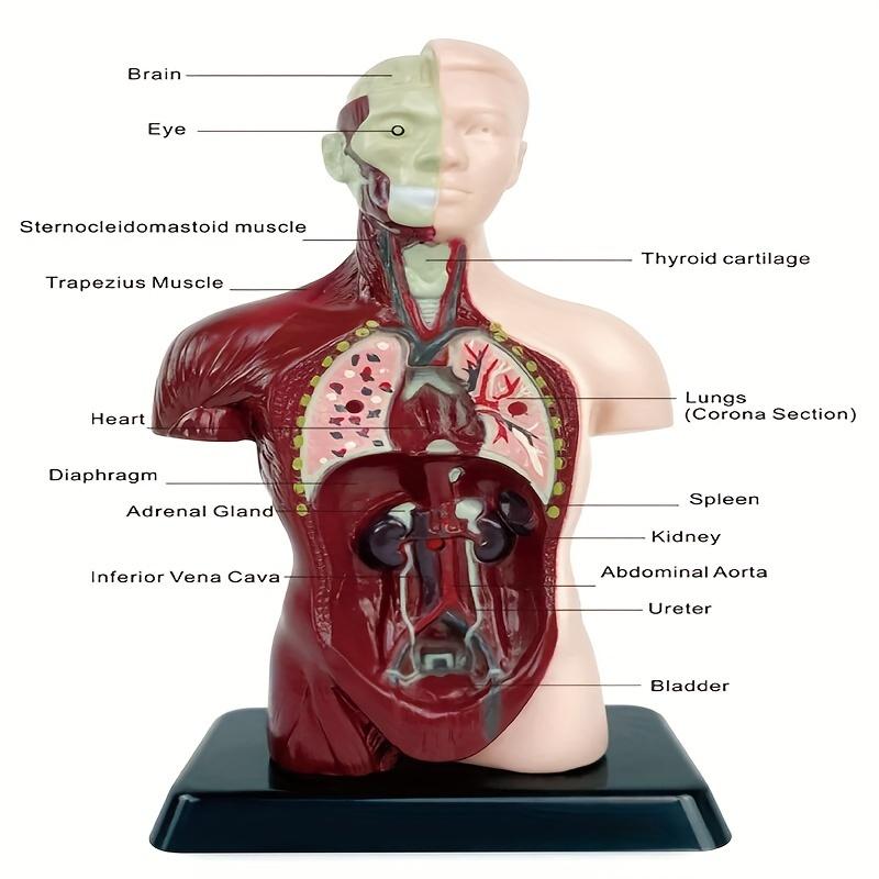 Product Introduction of ORACEGRA       DIY Human Organ Skeleton Model Set for STEM Education - Anatomical Bone Assembly Educational Toys for Organ Construction 3