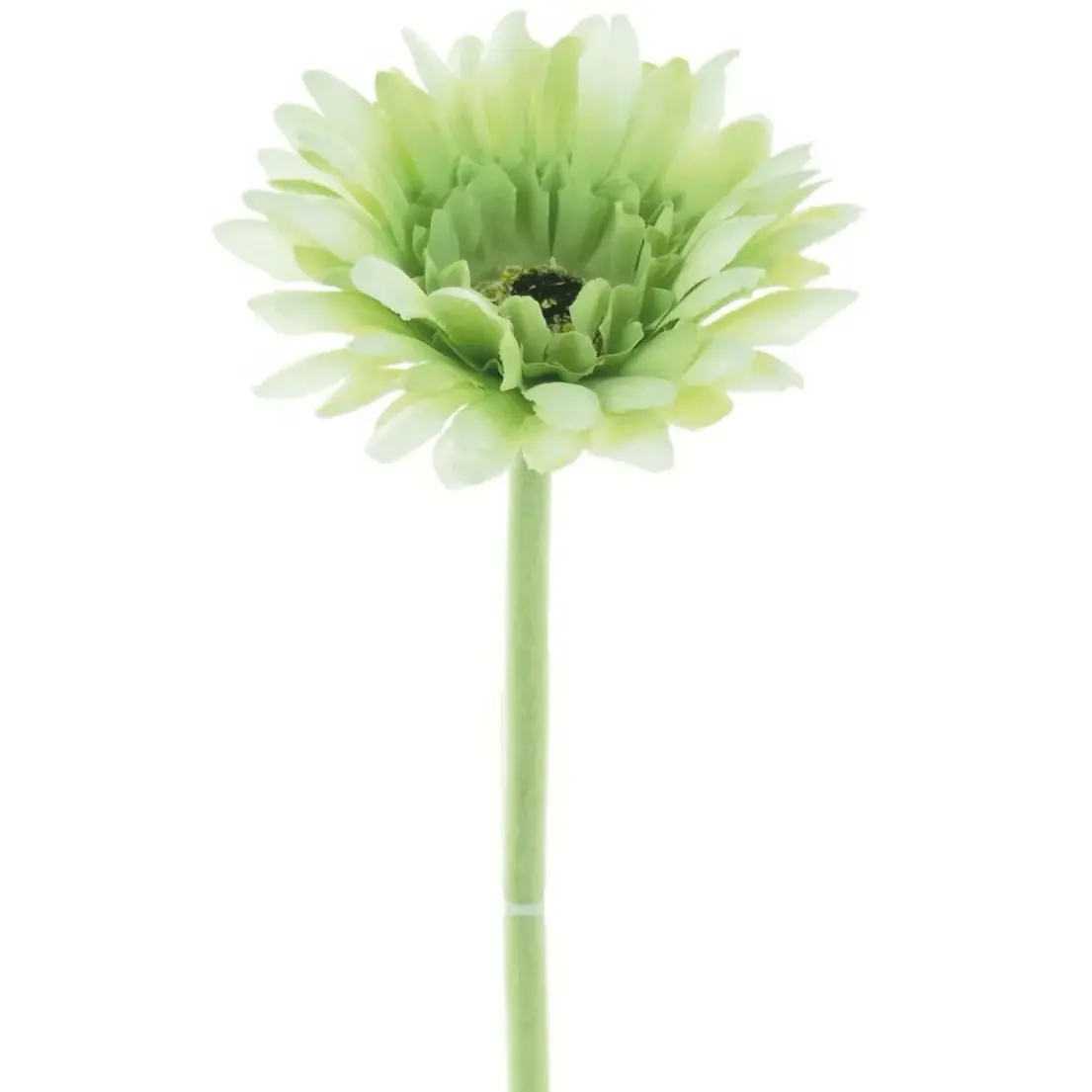 Small Gerbera Stem Green - Height 56cm, Flower Head Diameter 9cm - Decor, Decorative, floral, wedding, home, design, Ornaments Plants Fruit