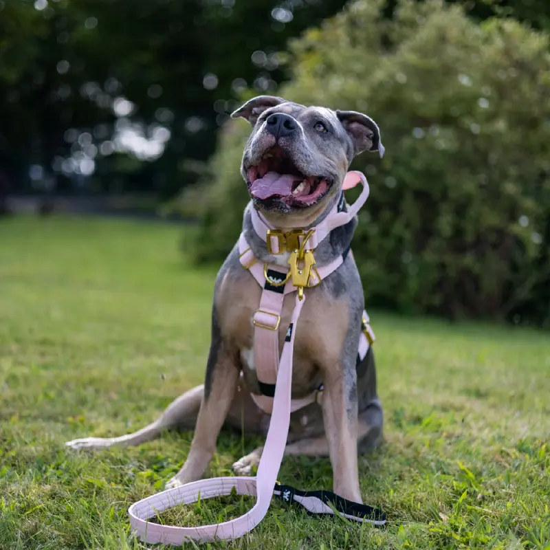 Dog Lead Strong Tactical Frog Clip 6 Colours | Twin Anti-Tangle With Padded Handle And Quad Stitched Nylon 4