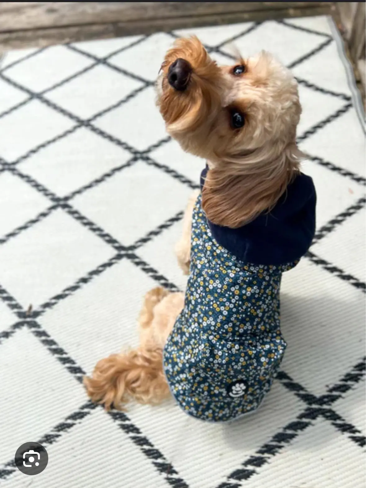 Threadpaw | Large |  Maggie Ditsy Lightweight Jacket