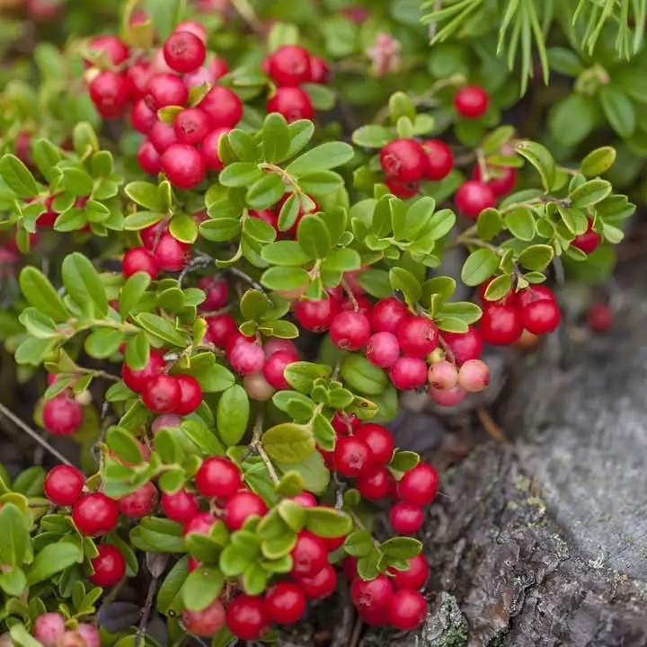 Mountain Cranberry Fruit Plant Seeds - Cranberry Fruit Seeds - 25 Seeds (UK Seller) 4