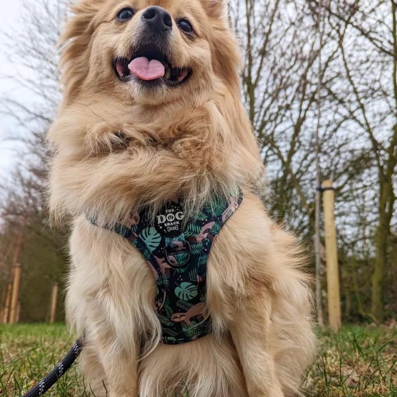 The Dog Shack Sid The Sloth Dog Harness & Matching Accessories / pick your item x1 basset hound 4