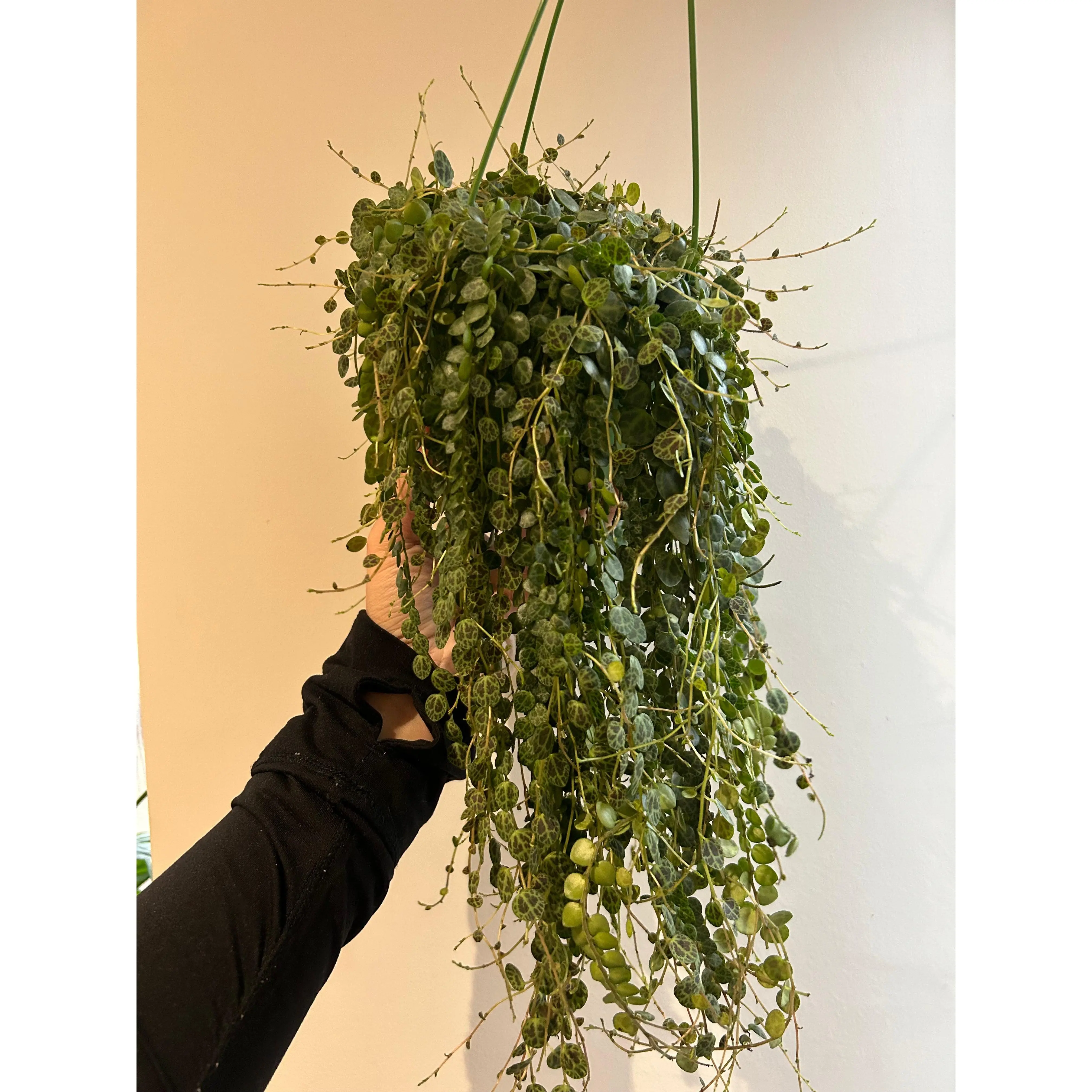 String of Turtles - A Beautiful Indoor Plant for Home and Office