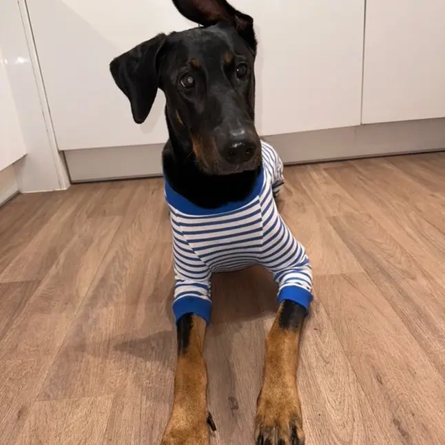 Dog Pyjamas for Large Breeds - Soft and Cozy 3