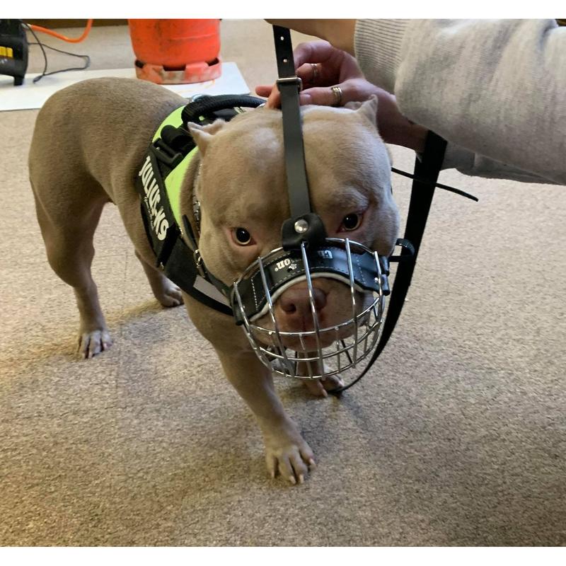 Metal Basket Muzzle for American Bully, XL  Bully and other dogs. 5