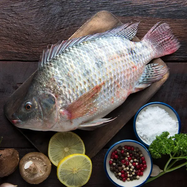 Tilapia