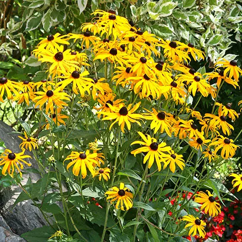 3 x Rudbeckia 'Goldsturm', Established Plants in 9cm Pots, Long-Flowering 5