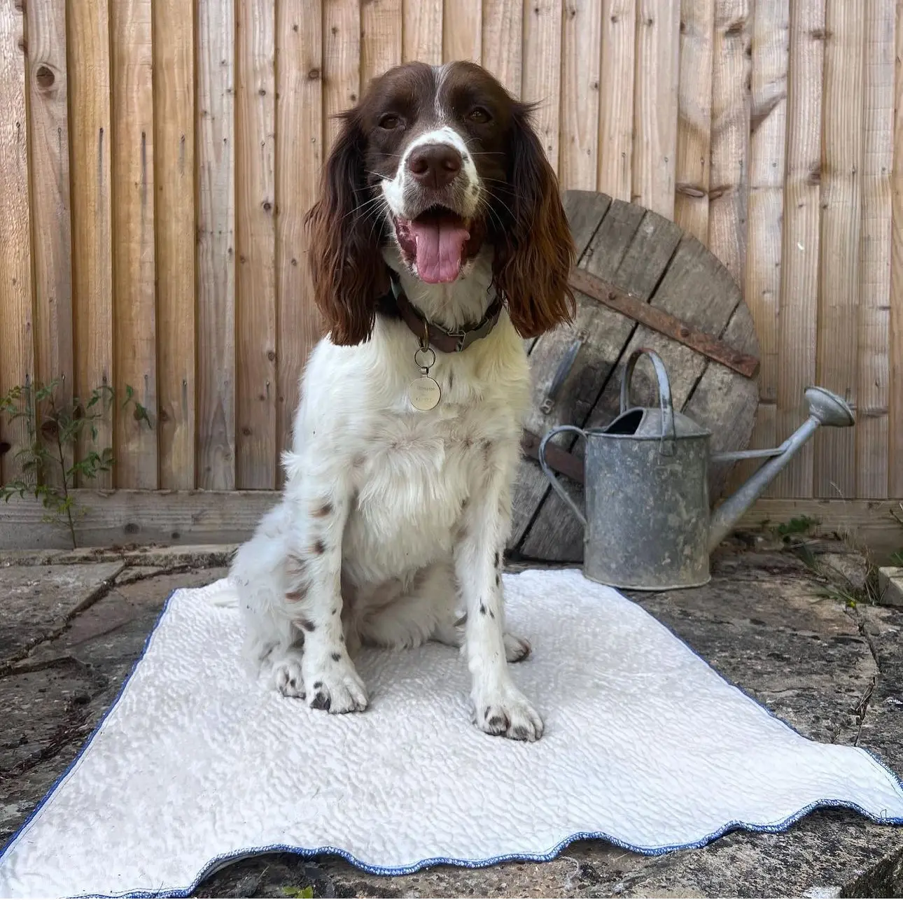 CoolSoft X Ivy & Duke Pet Cooling Mat - instantly cooling and portable mat, perfect for summers day.