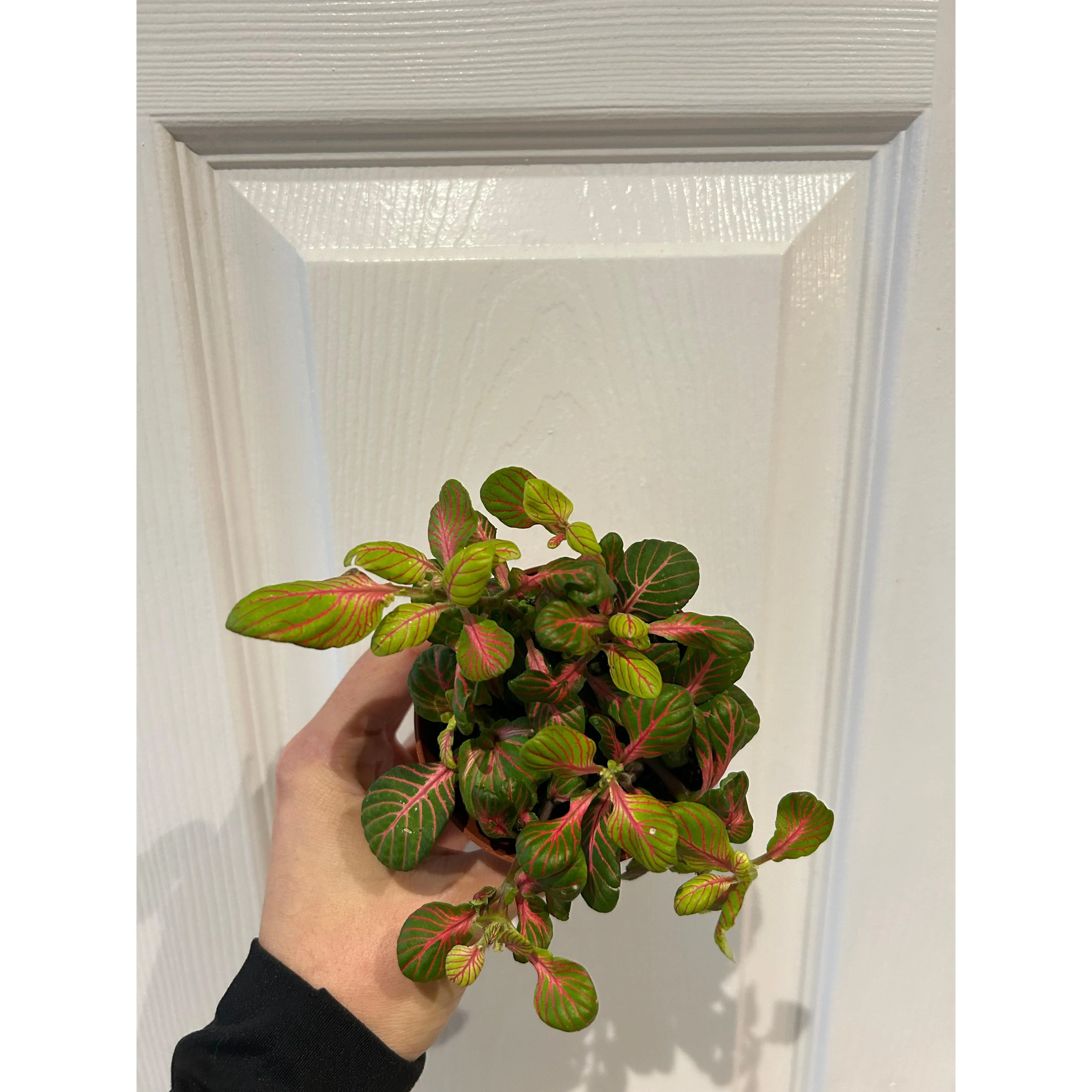 Fittonia - Nerve Plant - Indoor house plant