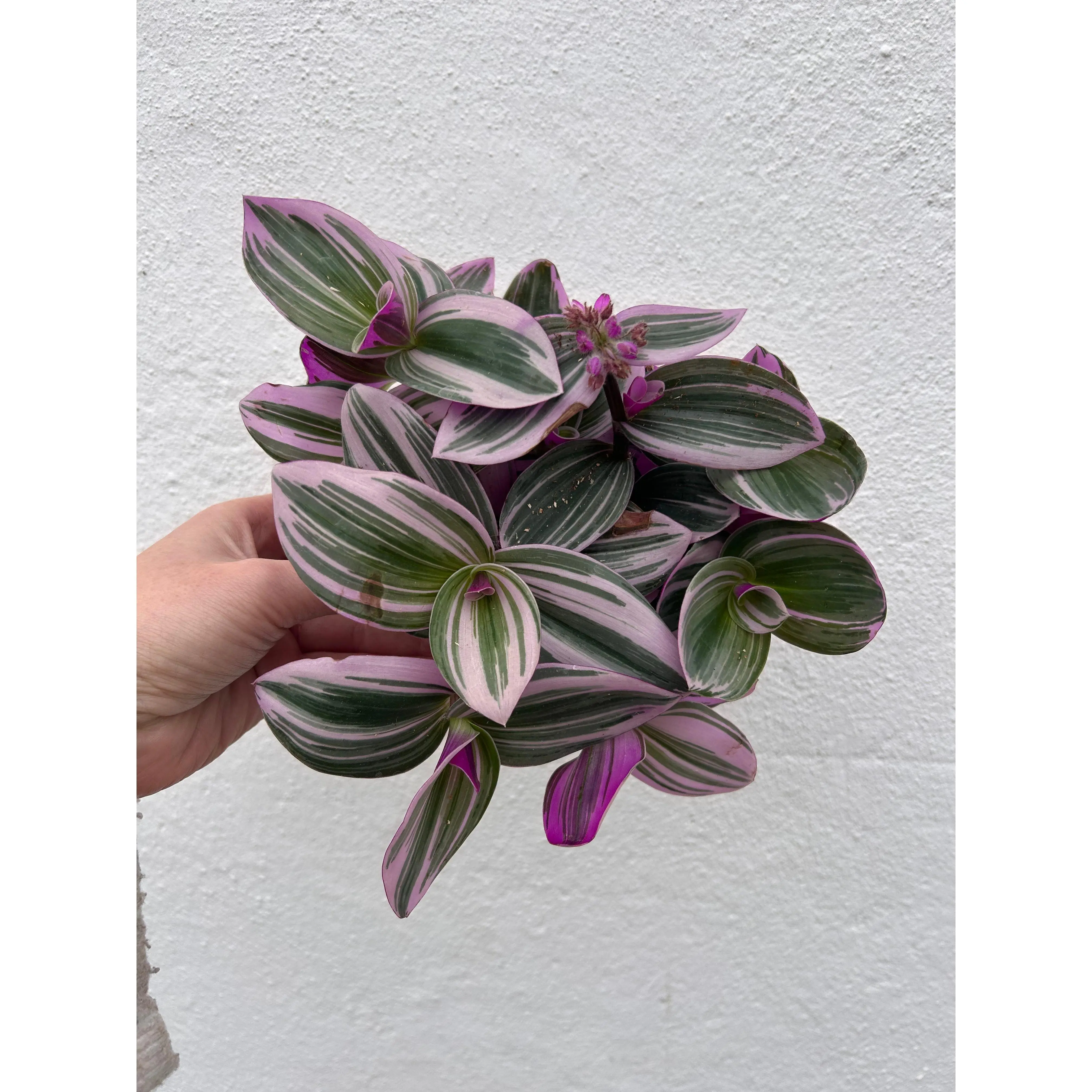Tradescantia 'Nanouk' (Inch plant / Wandering Dude Plant)