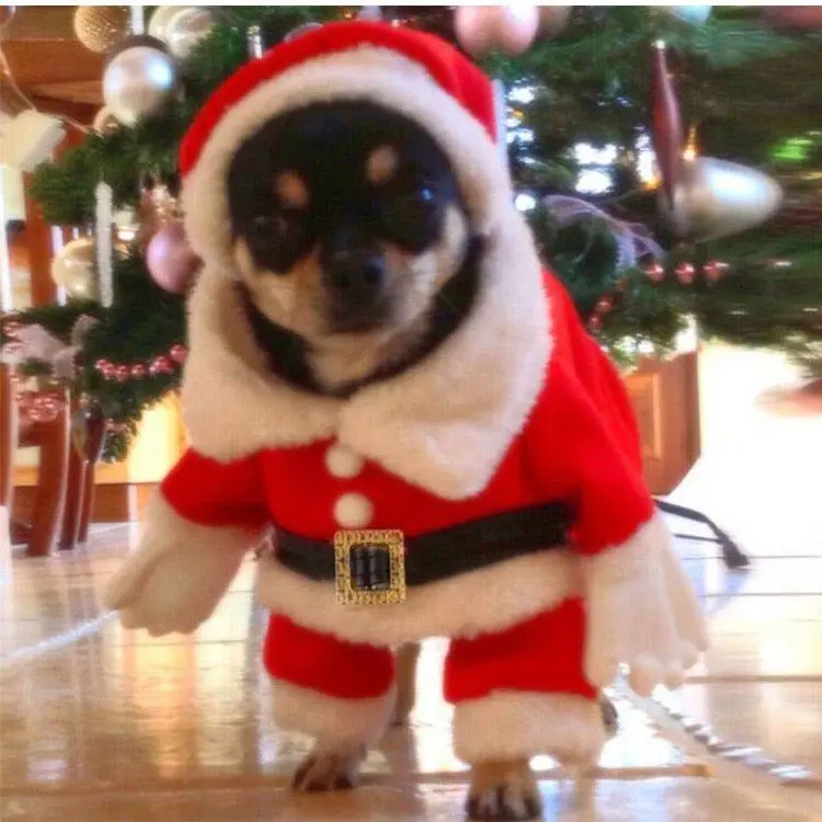 New Christmas Santa Pet Costume 6