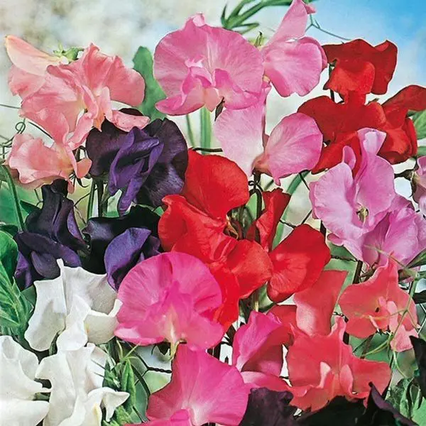 Mr Fothergill's Tall Mixed Sweet Pea Seeds 0