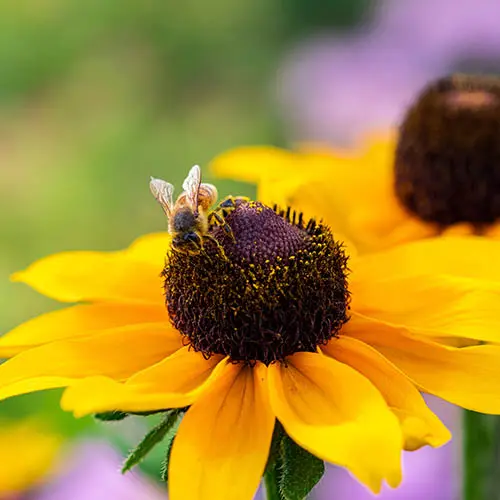 3 x Rudbeckia 'Goldsturm', Established Plants in 9cm Pots, Long-Flowering 2