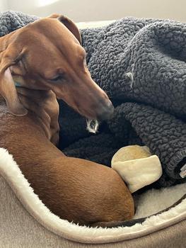 Product Review of Anco XL Puffed Pig Snouts - High Protein Chewy Dog Treats from L**e 0