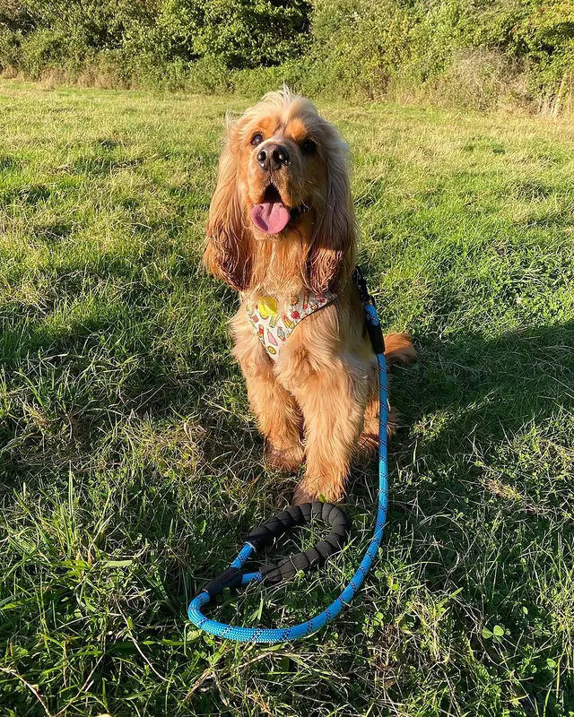Dog Rope Lead With Reflective Stitching and Padded Handle 6