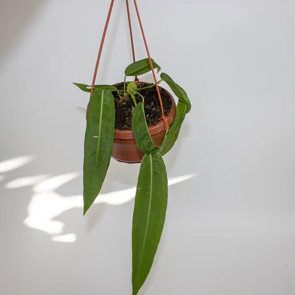 Anthurium pallidiflorum Ø10.5cm H15cm 5