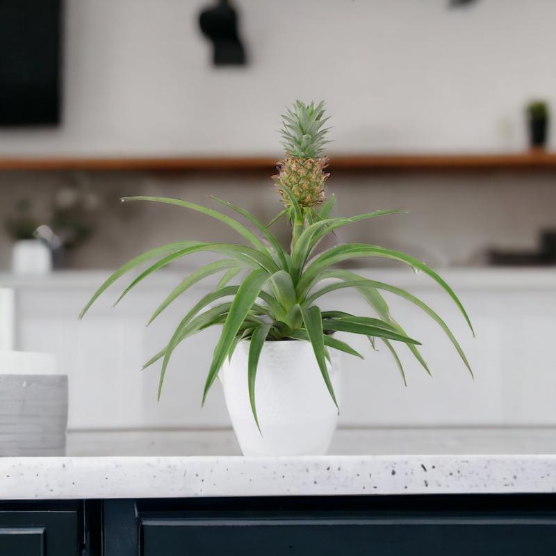 Pineapple in Sea Grass Basket 1