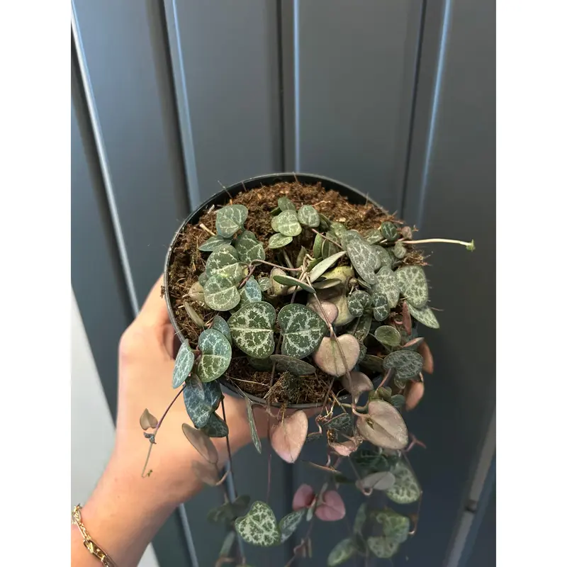 String of Hearts - Ceropegia Woodii, 30cm Long, Variegated Leaves, Decorative Plant 0