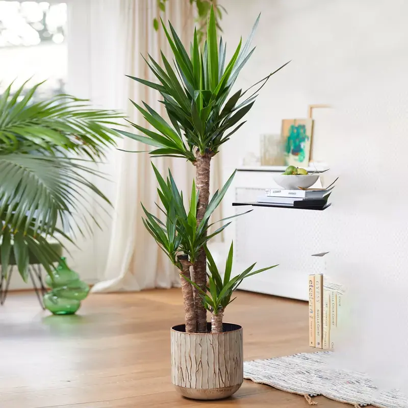 Yucca Elephantipes Large Indoor house Plant Real Evergreen Tall Plants Decor Decorative Fruit Hanging 4