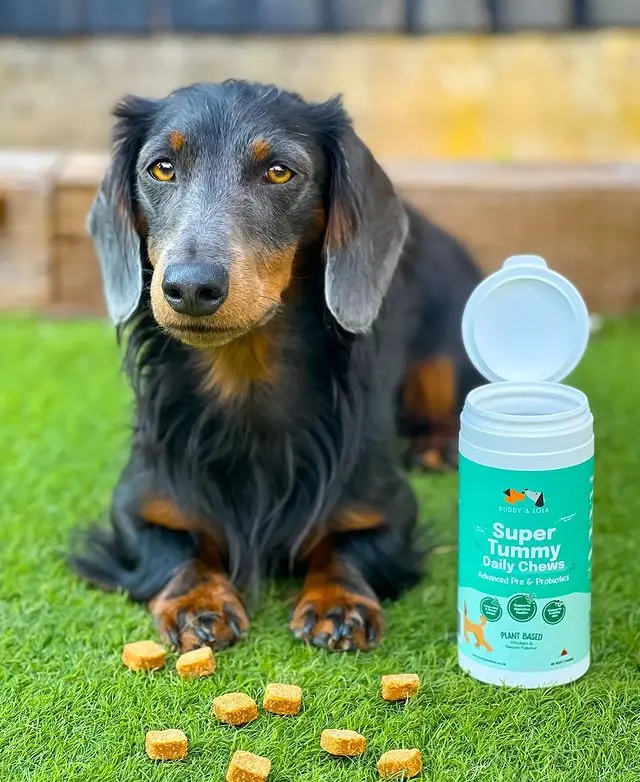 Buddy & Lola | Probiotic Soft Chews for Dog Gut Health | Plant Based Daily Digestive Supplement | Natural Probiotic Treats | Firmer Poops & Less Wind | Supports Healthy Skin & Coat | Helps Itchy Skin | 60 Probiotic Chews for Dogs | Made in UK 7