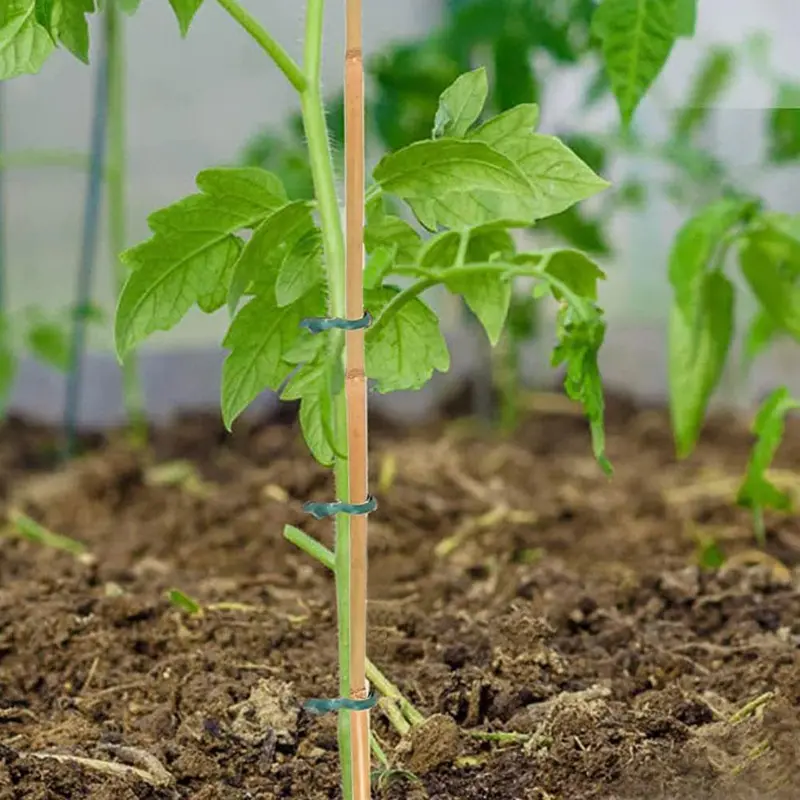 20pcs Bamboo Poles – Plant Support Stakes for Climbing Plants, Trellis for Tomatoes, Vegetables, and Gardening Tool 4