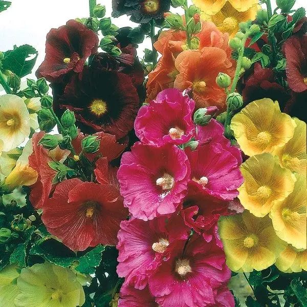 Hollyhock Giant Single Mixed 50 flower  Seeds . Quality  Seeds to Grow your own Garden
