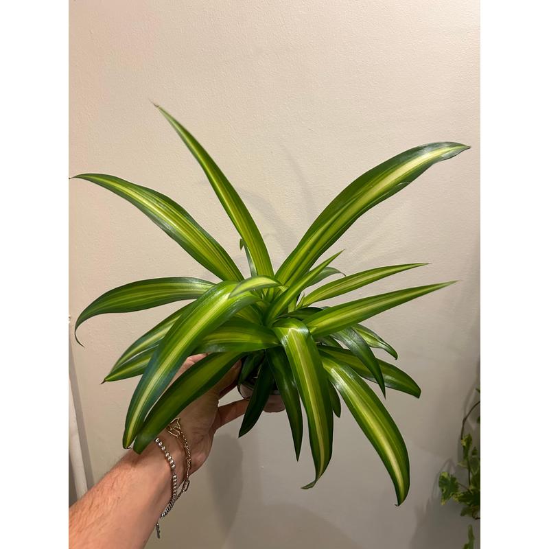 Spider Plant - Household Air Purifier and Decorative Plant 0