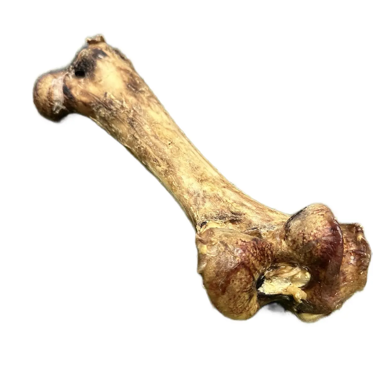 Jumbo Ostrich Bones