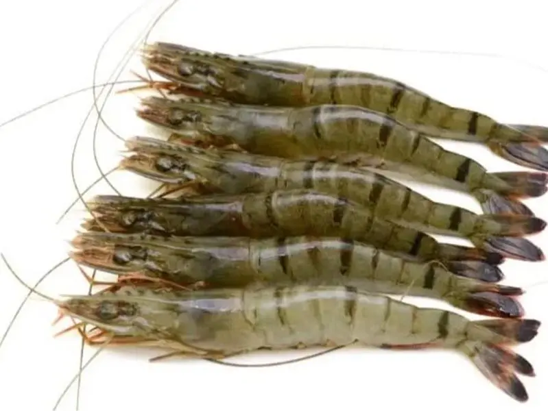 Raw Head- Shell Black Tiger Prawns