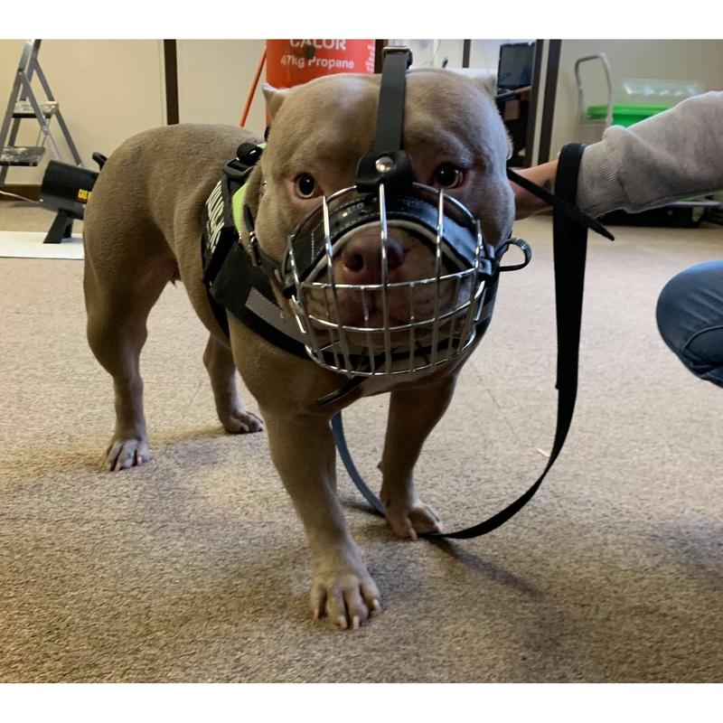 Metal Basket Muzzle for American Bully, XL  Bully and other dogs. 0