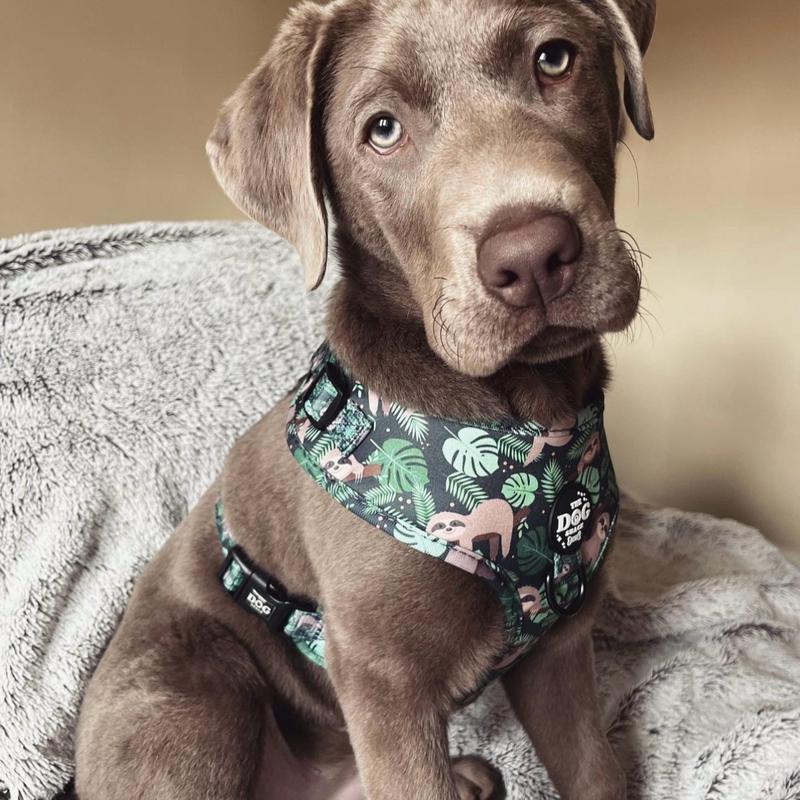 The Dog Shack Sid The Sloth Dog Harness & Matching Accessories / pick your item x1 basset hound 1