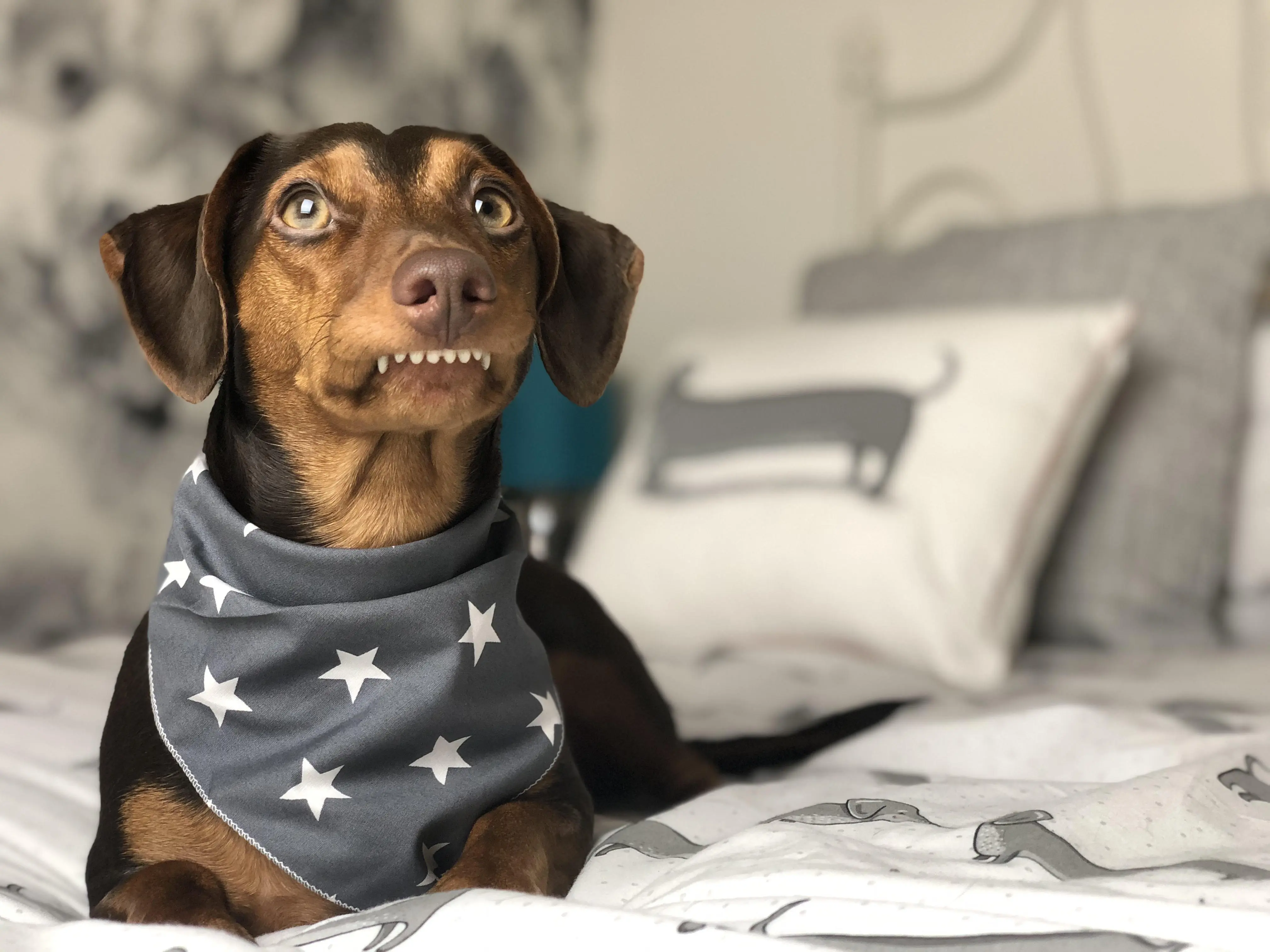 Grey Star Dog Celebration Bandana - handmade in the UK