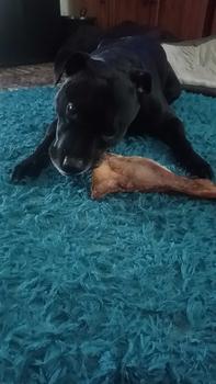 Product Review of 1KG Moon Bone - Joint Health Boosting & Long Lasting - Pure Beef Cartilage Rich in Glucosamine and Chondroitin - Natural Dog Treat and Chew from D**s 0