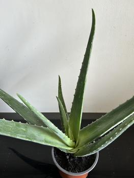 Product Review of Aloe Vera Indoor Houseplant from N**o 1