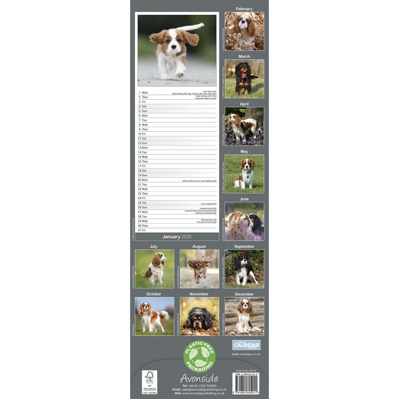 Cavalier King Charles Spaniel Calendar 2025 Slimline 1