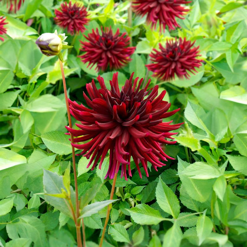 Dahlia Nuit D'Été (Dahlia Pinnata) 1x Spring Planting Flower Bulb for Planting in UK Now in Spring & Summer by Jamieson Brothers 1
