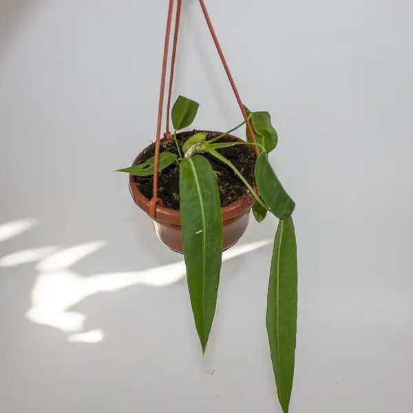 Anthurium pallidiflorum Ø10.5cm H15cm 3
