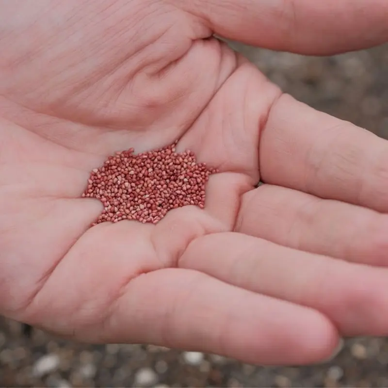 Mountain Cranberry Fruit Plant Seeds - Cranberry Fruit Seeds - 25 Seeds (UK Seller) 5