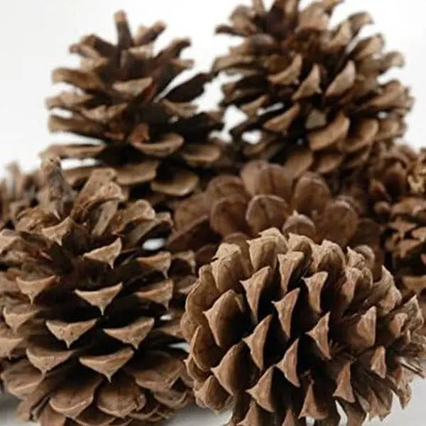 Pine Cones - Christmas Craft Wreath Florist Festive Decoration