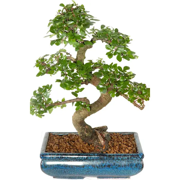 Chinese Elm (Ulmus parvifolia) Beginners Twisty Indoor Bonsai Tree Plant- Medium Size 12 years