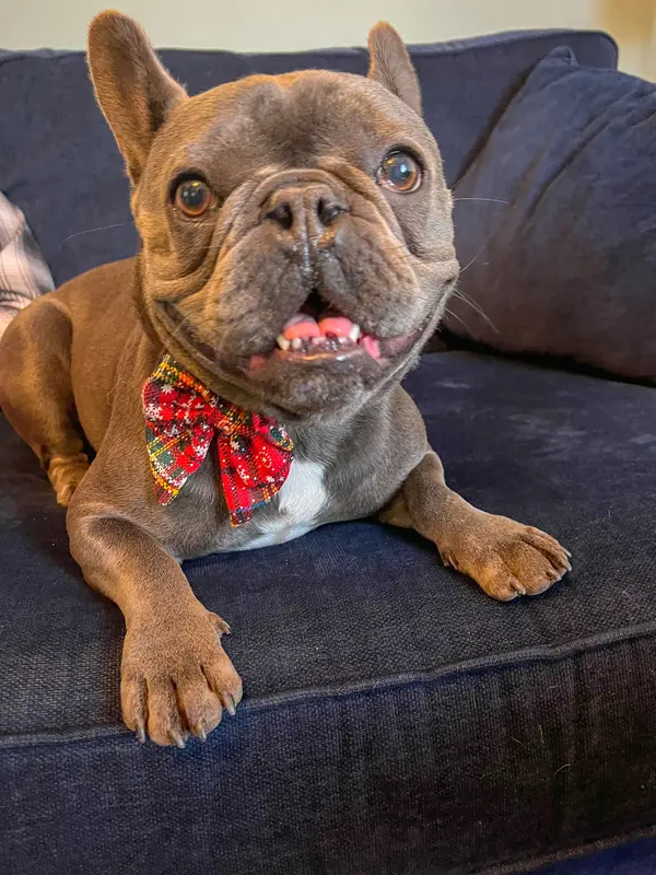 Bew Dogs Tartan Collar and Bow Set for Dogs and Cats - XS to XL Sizes Available 4