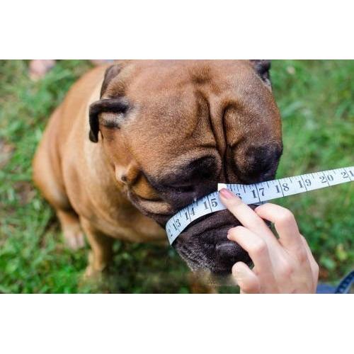 Metal Basket Muzzle for American Bully, XL  Bully and other dogs. 7