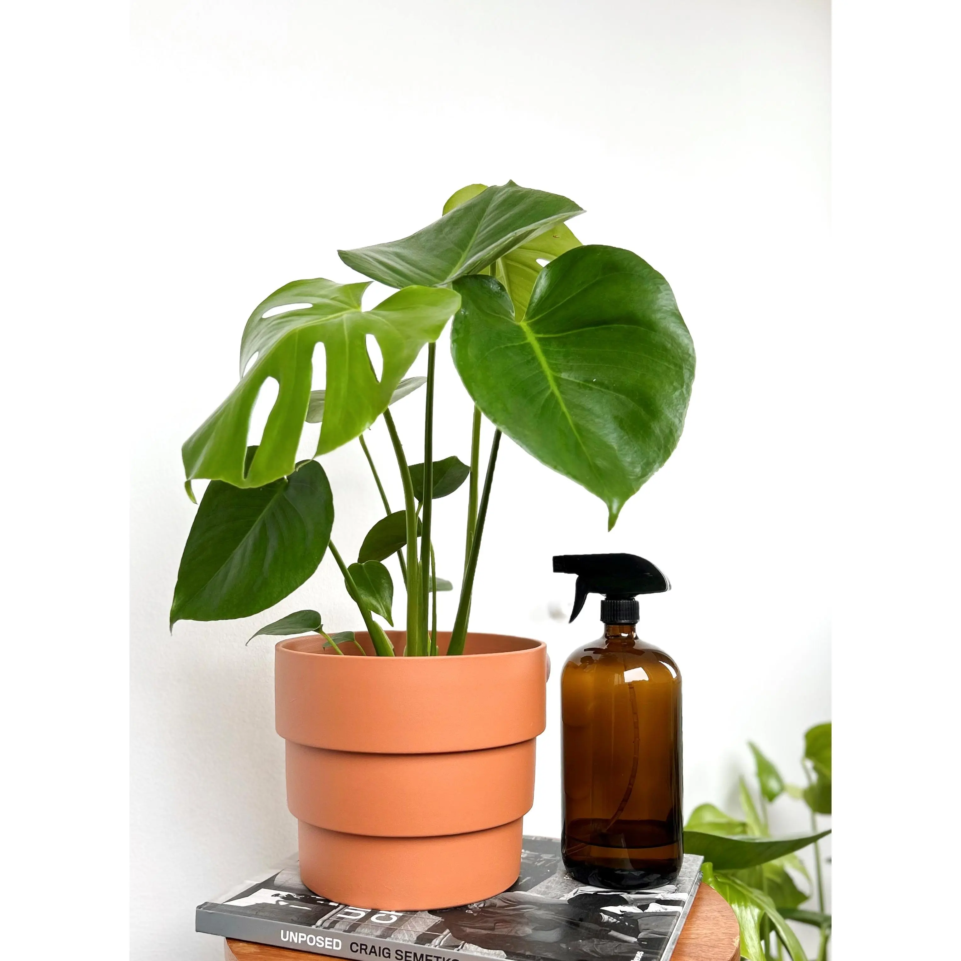 Monstera in Terracotta Pot