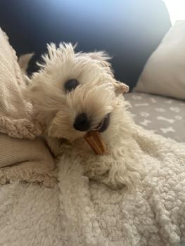 Product Review of Bamboodles Easy Grip Nylon Dog Chew - Durable and Safe Pet Toy from ** 𝐸**𝒮 ** 0