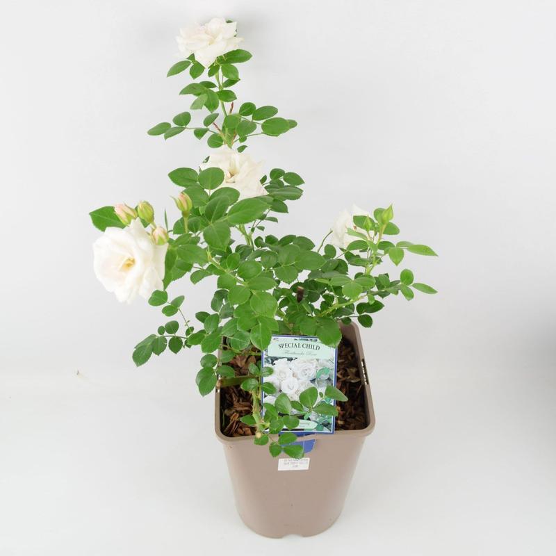 Rose Special Child Bush 5.5L 3